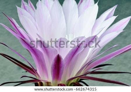 Similar – Cactus flower white violet