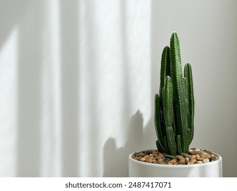 Cactus in a flower pot in front of white wall with sunlight in the bedroom minimal style - Powered by Shutterstock