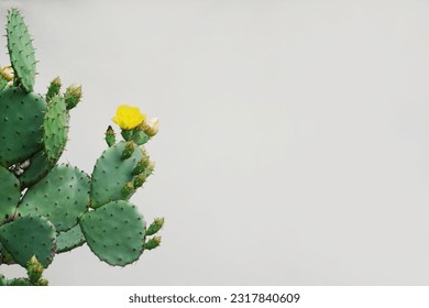 Cactus flower as retro vintage background. Prickly pear cactus in pastel tone, copy space