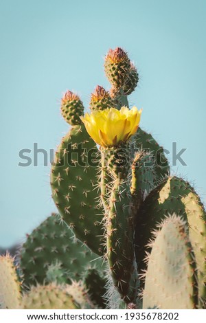Cactus flower as retro vintage background.  Prickly pear cactus in pastel tone