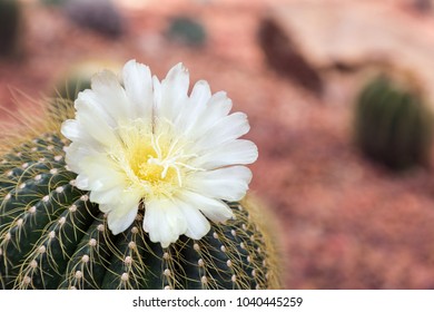 Cactus Flower Or Succulents In Desert Botanical Garden With Sand Stone Pebbles Background For Decoration And Agriculture Concept Design.