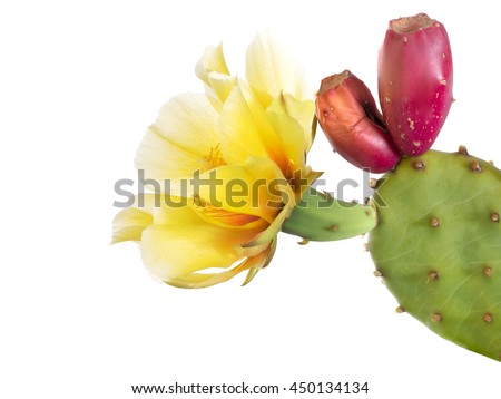 Cactus flower with young fruit, Indian fig. Isolated  on white. Opuntia ficus indica.