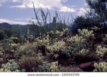 A cactus is a flowering plant that can live in dry regions and has fleshy stems and branches with scales or prickles instead of leaves. Cacti are commonly found in arid and dry desert areas.
