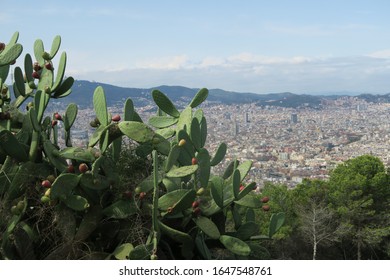 Cactus In Foreground Of Barcelona Cityscape At Montjuïc Castle In Spain