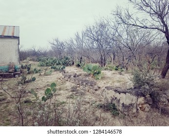 cactus in forest