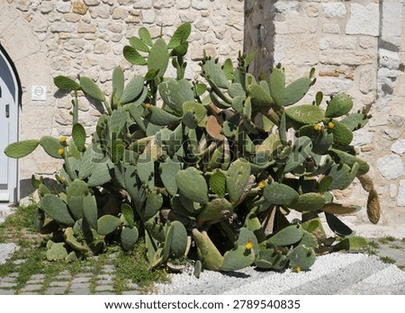 Cactus in front of Chateau Grimaldi