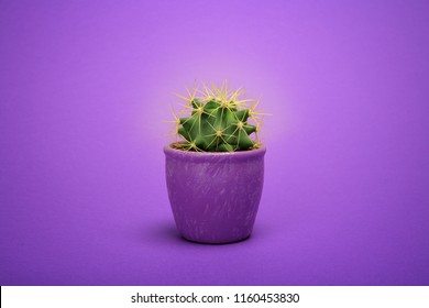 おしゃれ サボテン Images Stock Photos Vectors Shutterstock