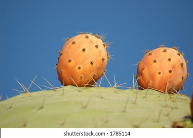 Cactus fruit