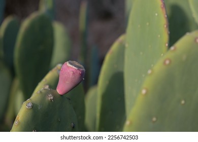 Cactus fruit emerges from the leaf in different color   - Shutterstock ID 2256742503