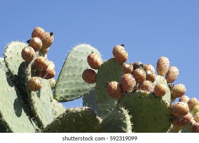 Cactus Fruit, Paicines, California