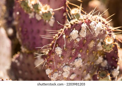 A Cactus Fungus Pest Dactylopius Coccus, Coats The Face Of A Cactus.