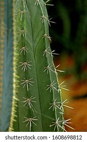 The cactus in the garden