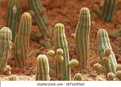 Die Kaktus im Garten