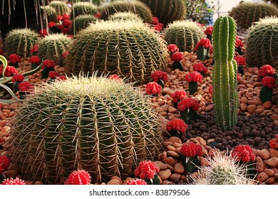 Cactus Garden