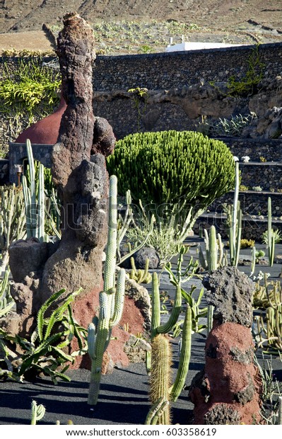 Cactus Garden De Cactus By Manrique Stock Photo Edit Now 603358619