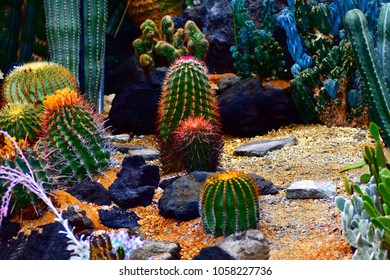 Cactus Garden In Japan.