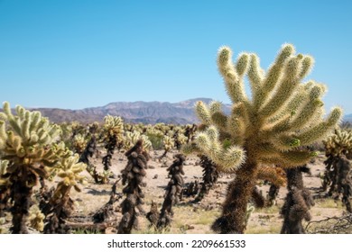 cactus garden from Joshua Tree national park with a warm morning sunlight 约书亚树国家公园的仙人掌花园
