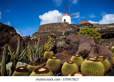 Cactus Garden In Lanzarote 