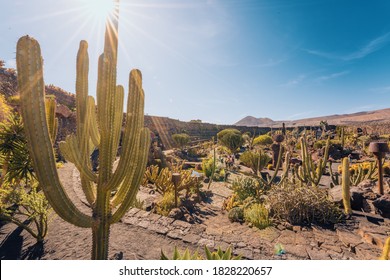 Cactus Garden, Lanzarote, Canary Islands, Spain