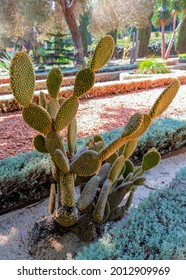 Cactus Garden Near The Shrine Of The Báb At Bahai Gardens, Haifa, Israel