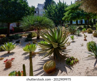 Cactus Garden Near The Shrine Of The Báb At Bahai Gardens, Haifa, Israel