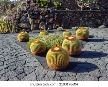 Cactus Garden on Lanzarote island