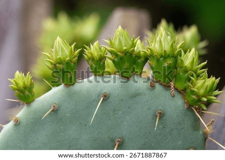 A cactus with green spines and green leaves. The spines are sharp and pointy, and the leaves are small and green. The cactus is growing on a plant, and it looks like it is reaching for the sky