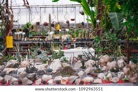 Cactus greenhouse, Nikitsky Botanical Garden, Crimea
