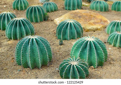 Cactus Grows In Sandy Soil