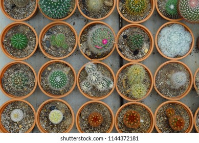 378 Cactus strain Images, Stock Photos & Vectors | Shutterstock