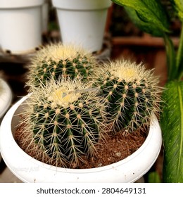 Cactus It has a round, globe like shape covered in many white, star shaped spine clusters (areoles).