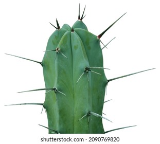Cactus have long sharp spines all over the trunk and isolated on white background.