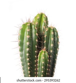 Cactus Isolated On White Background 