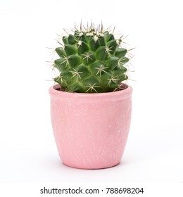Cactus isolated on white background. Aloe and other succulents in colorful ceramic pot.