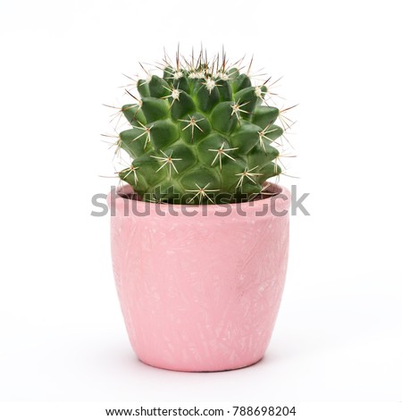 Cactus isolated on white background. Aloe and other succulents in colorful ceramic pot.