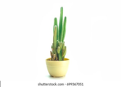 Cactus Isolated White Background