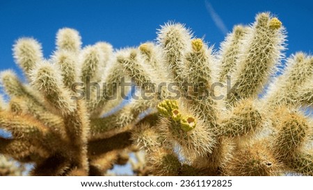Cactus in Joshua Tree National Park 02