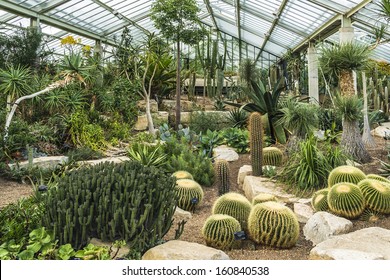 Cactus In Kew Botanical Garden. Richmond, London, UK