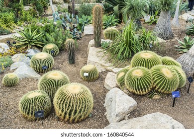 Cactus In Kew Botanical Garden. Richmond, London, UK