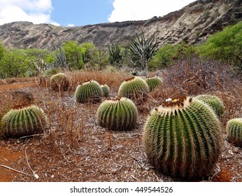 Koko Crater Botanical Gardens Images Stock Photos Vectors