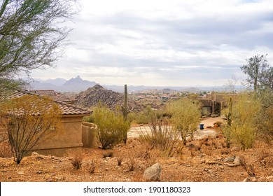 Cactus Landscape In Arizona Neighborhood With Natural Daylight