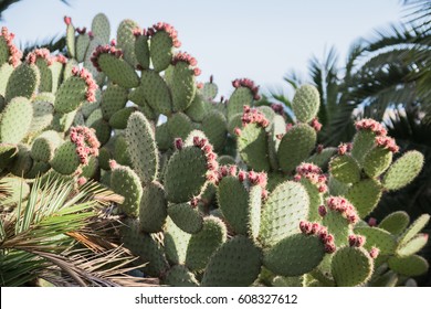 Cactus Landscape. Cultivation Of Cacti.  Cactus Field. Garden Of Flower. Selective Focus.