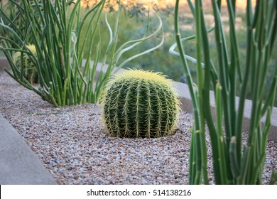 Cactus in Landscaping in Southwest Arizona