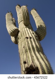 Cactus Large Gun Shot Wound Showing Stock Photo 43672522 | Shutterstock