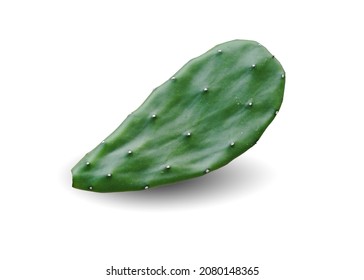 Cactus  leaf isolated on white background. This has clipping path.                