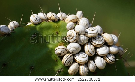 cactus leaf with small snail shells in Leumi Ashkelon park