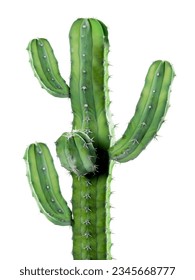 Hojas de cactus en fondo blanco - Extracto de Cereus Grandiflorus