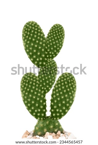 Cactus Leaves on White Background - Ceres Grandee floras Extract #cactus #cacti