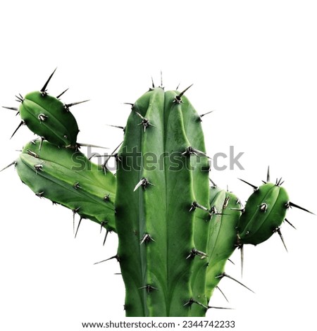 Cactus Leaves on White Background - Cereus Grandiflorus Extract Chin Cactus. #cactus #cacti #PricklyPerfection