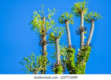 Cactus with leaves and thorns